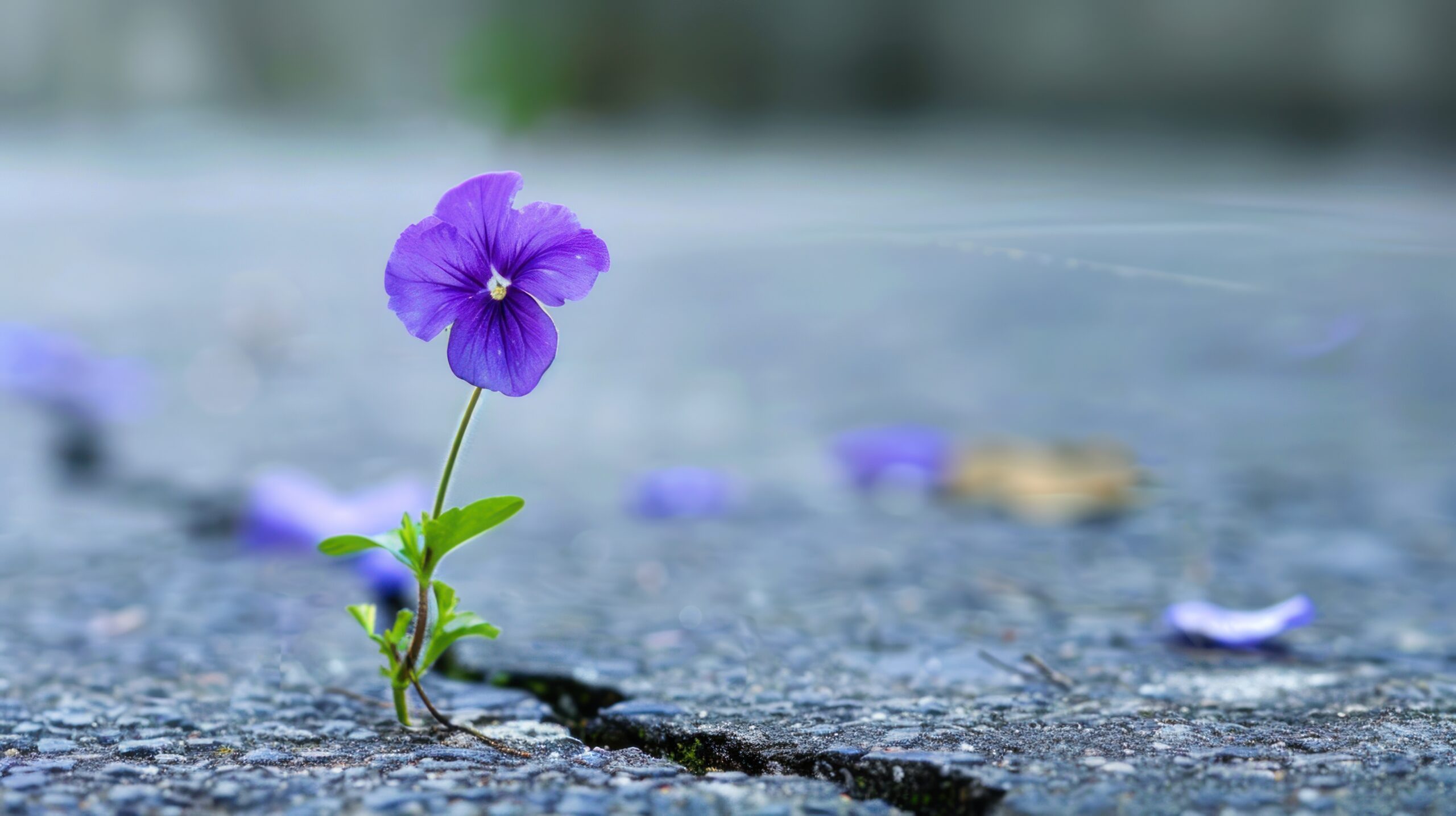 A Person as Small as a Violet