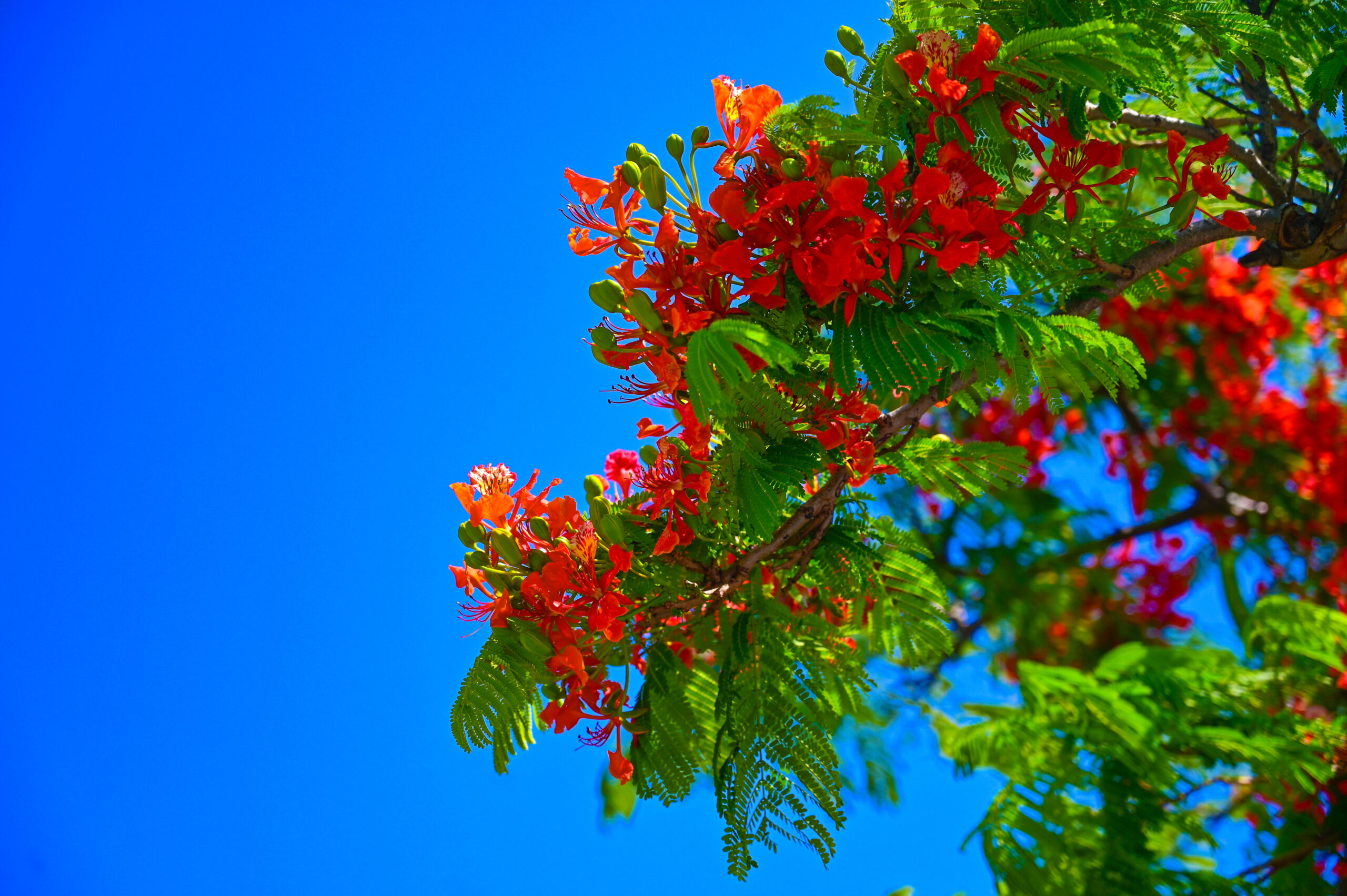 The Mandārava Flower